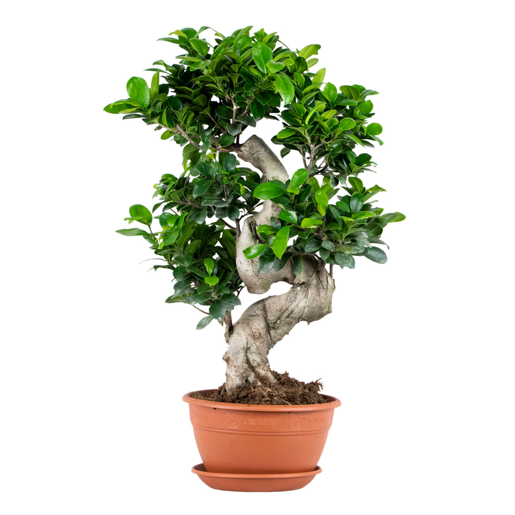 S-Shaped Ficus Ginseng – Indoor Plant