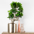 S-Shaped Ficus Ginseng – Indoor Plant