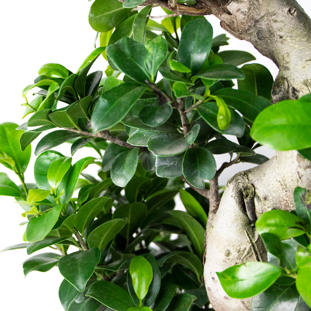 S-Shaped Ficus Ginseng – Indoor Plant