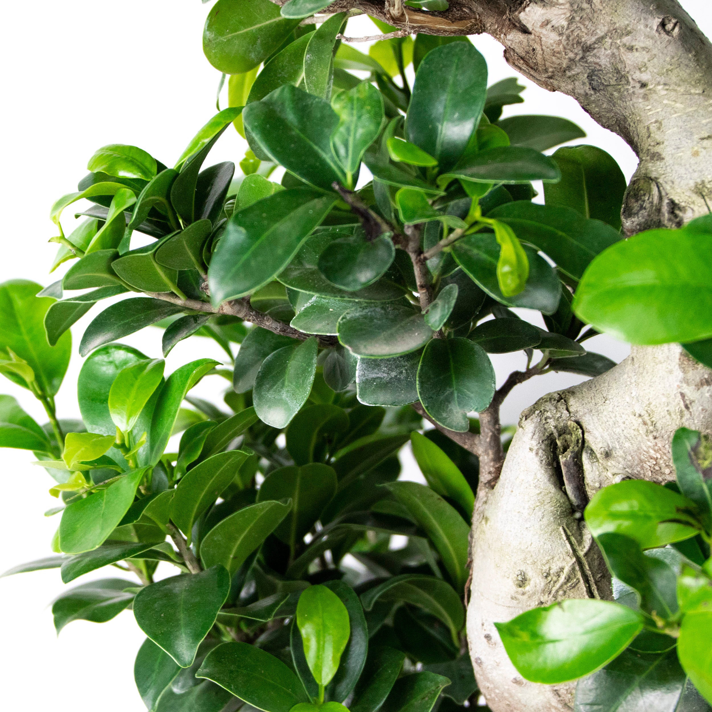 S-Shaped Ficus Ginseng – Indoor Plant