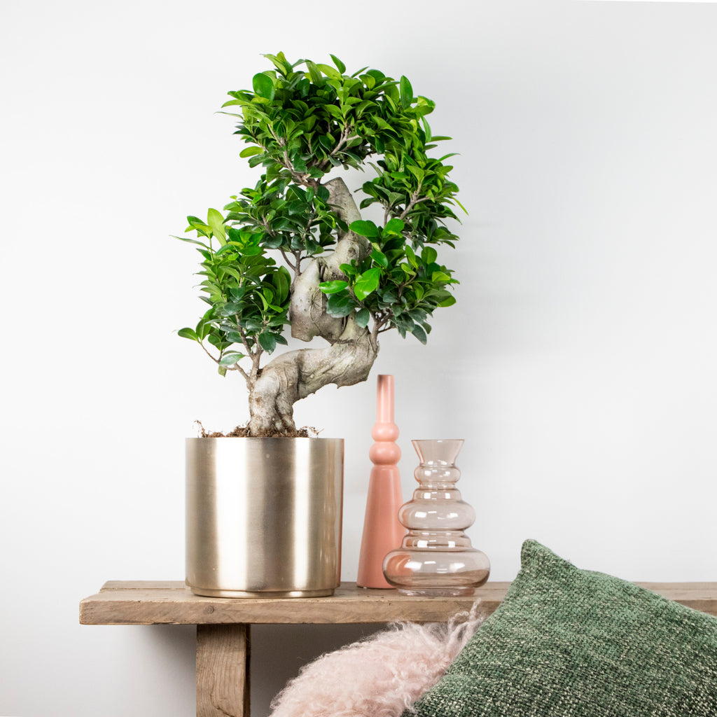 S-Shaped Ficus Ginseng – Indoor Plant