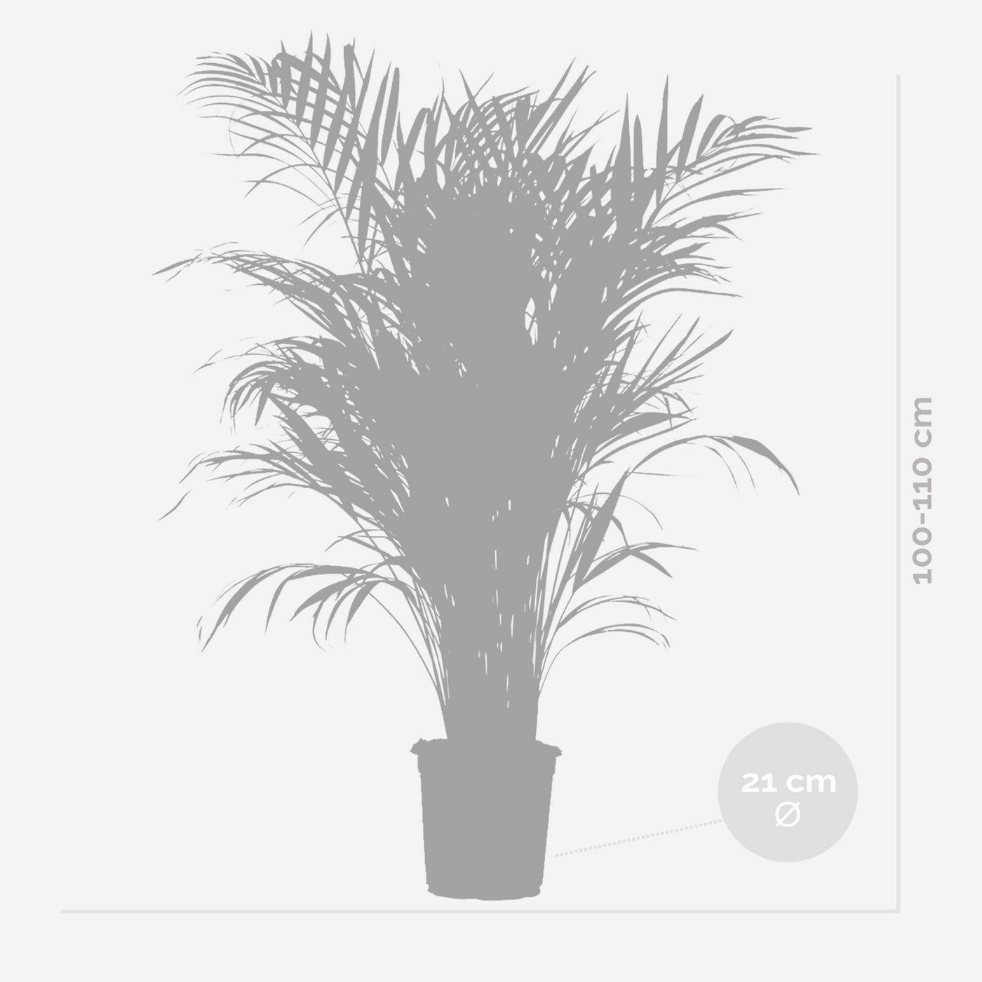 Palmier Areca – Plante D'Intérieur