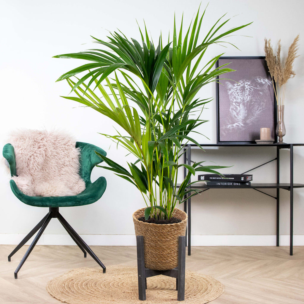 Palmier Kentia – Plante D'Intérieur