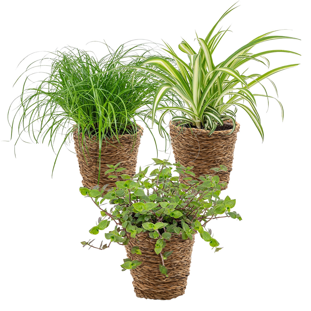 Mélange De 3 Plantes Pet-Friendly – Plante D'Intérieur