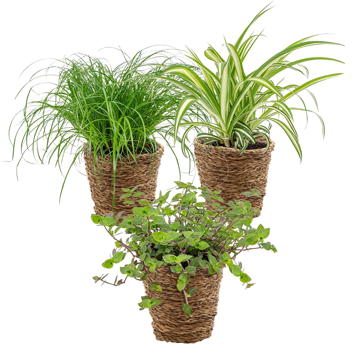 Mélange De 3 Plantes Pet-Friendly – Plante D'Intérieur