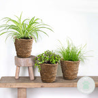 Mélange De 3 Plantes Pet-Friendly – Plante D'Intérieur