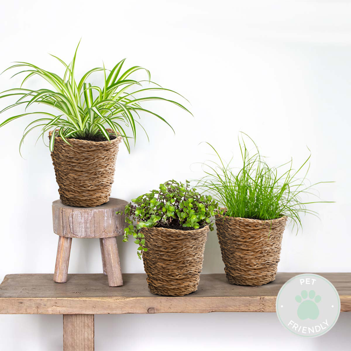 Mélange De 3 Plantes Pet-Friendly – Plante D'Intérieur