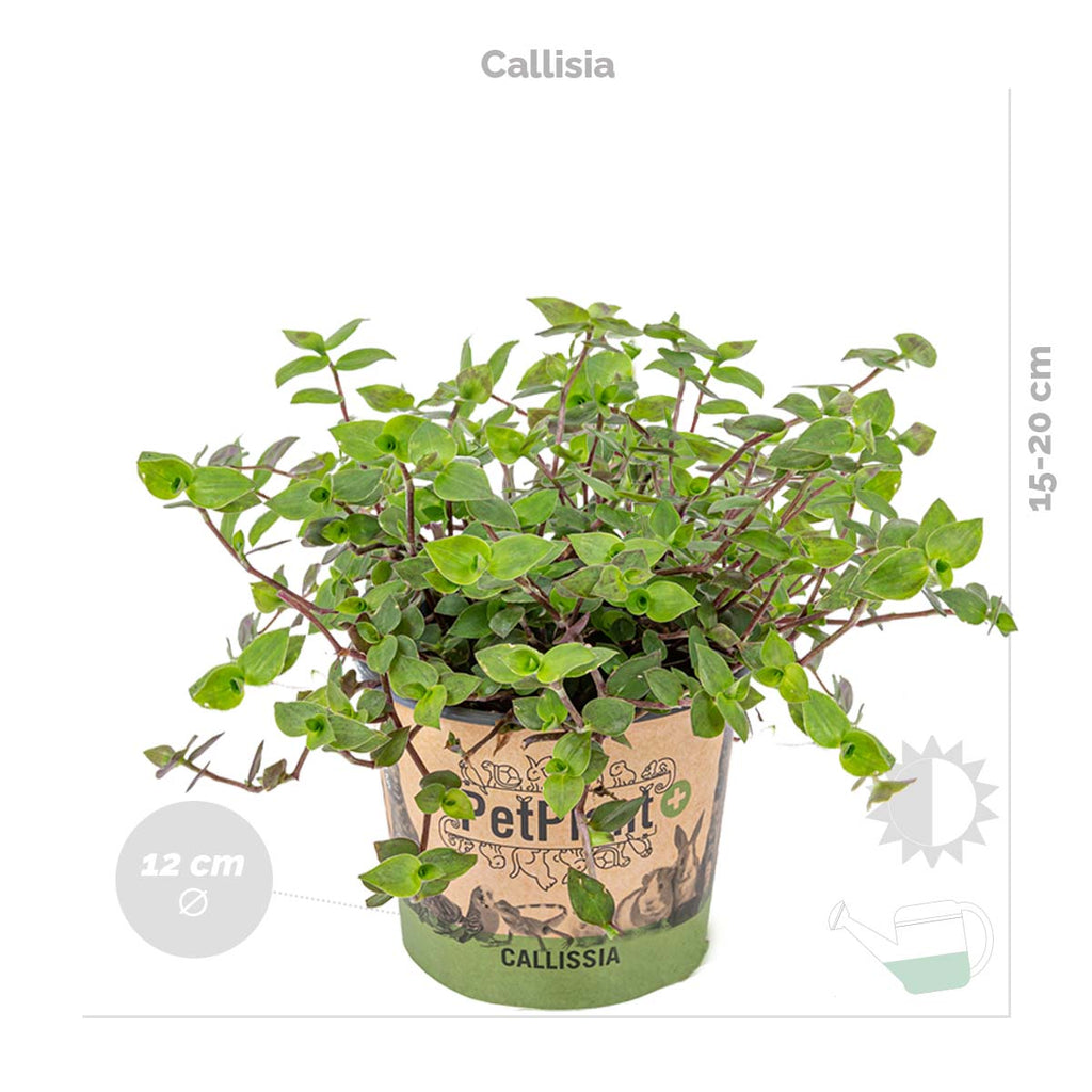 Mélange De 3 Plantes Pet-Friendly – Plante D'Intérieur