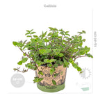 Mélange De 3 Plantes Pet-Friendly – Plante D'Intérieur