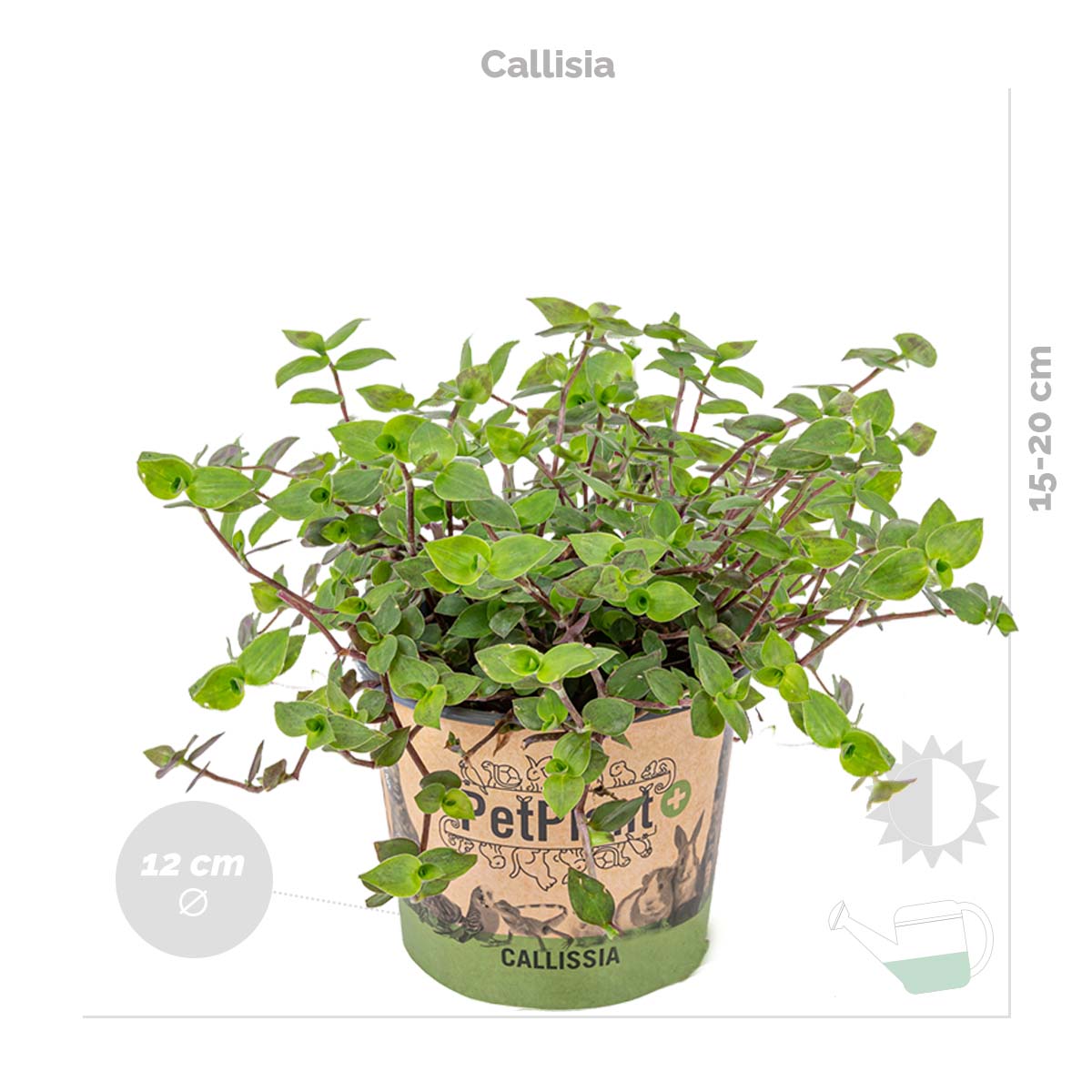 Mélange De 3 Plantes Pet-Friendly – Plante D'Intérieur