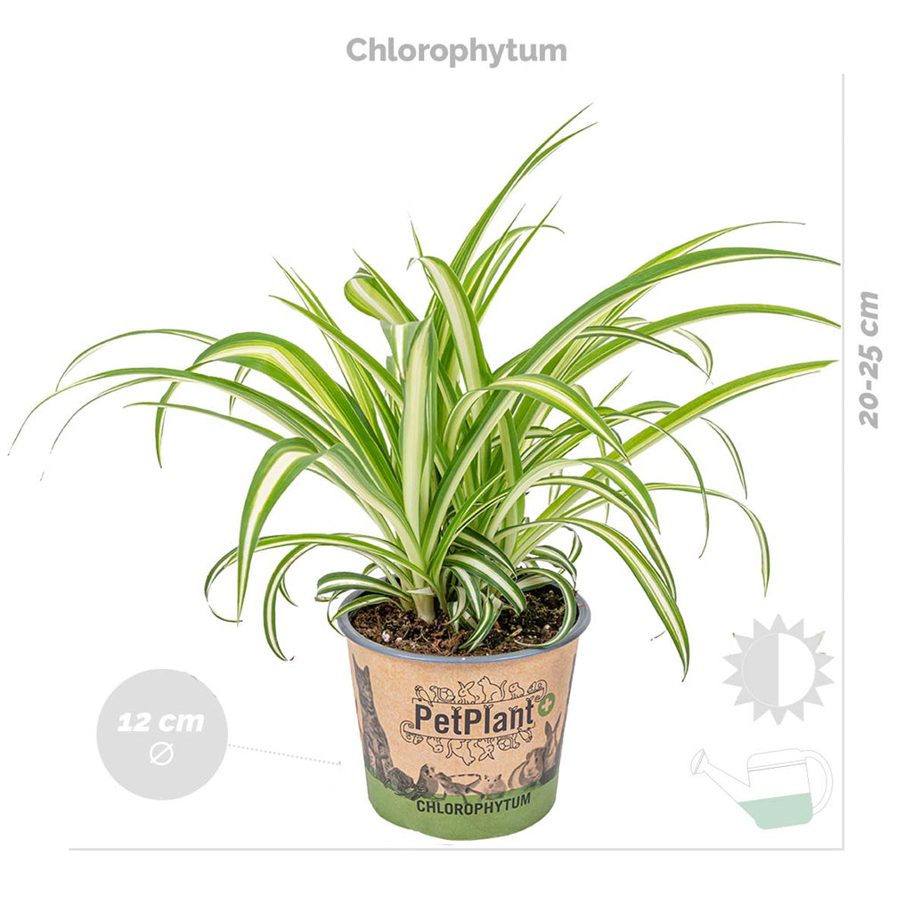 Mélange De 3 Plantes Pet-Friendly – Plante D'Intérieur