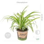 Mélange De 3 Plantes Pet-Friendly – Plante D'Intérieur