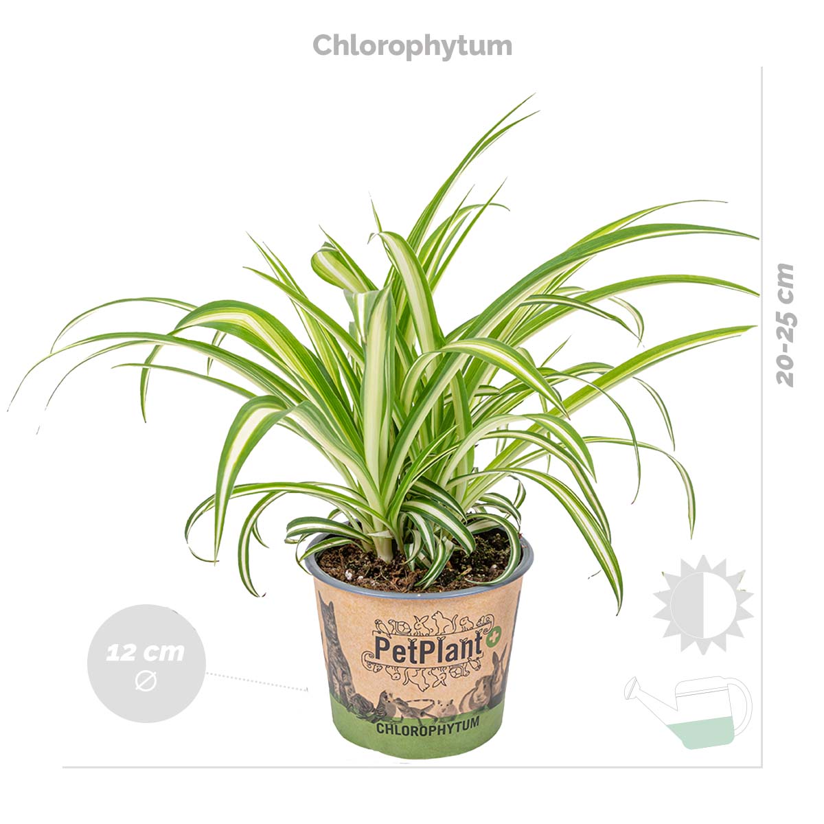 Mélange De 3 Plantes Pet-Friendly – Plante D'Intérieur