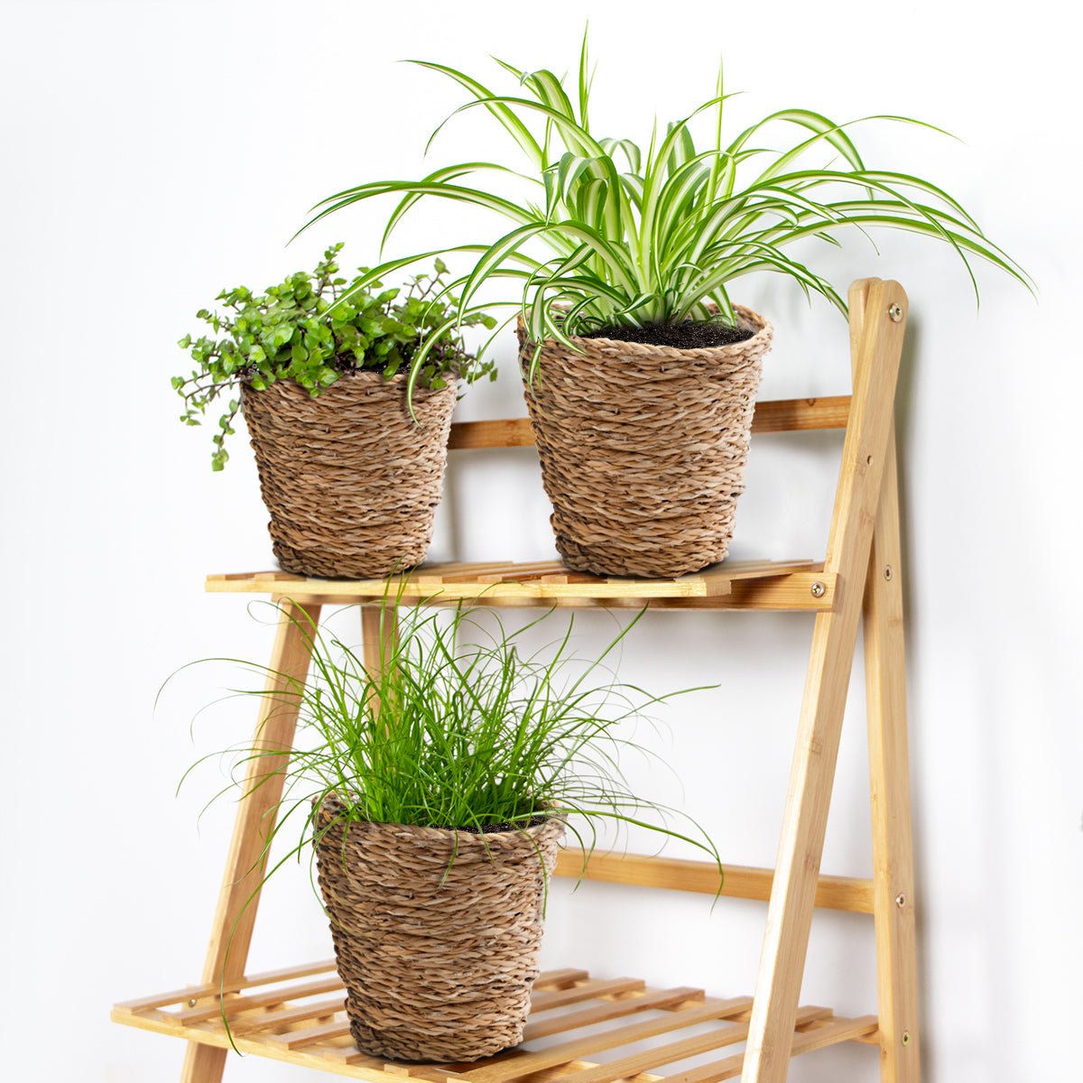 Mélange De 3 Plantes Pet-Friendly – Plante D'Intérieur