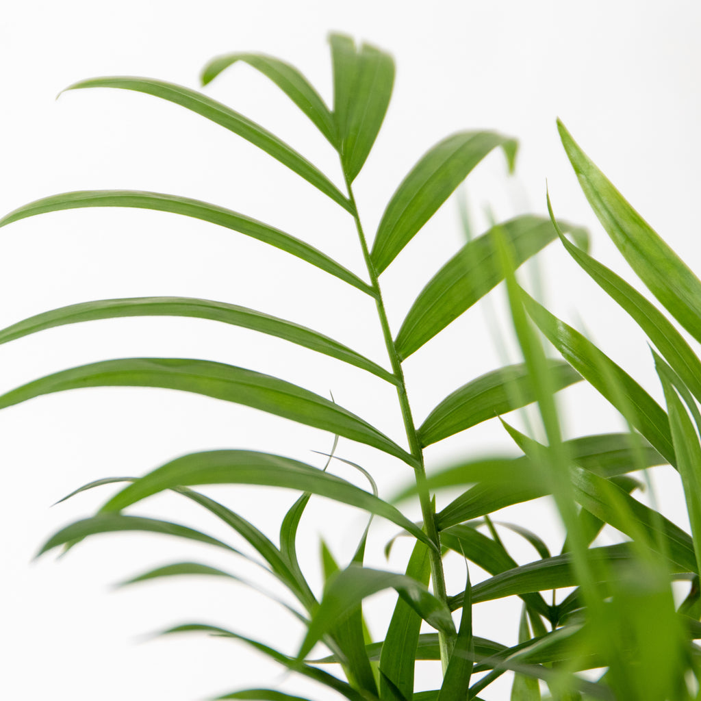 Mélange De 3 Plantes Purificatrices D'Air – Plante D'Intérieur