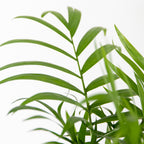 Mélange De 3 Plantes Purificatrices D'Air – Plante D'Intérieur