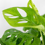 Mélange De 3 Plantes Purificatrices D'Air – Plante D'Intérieur
