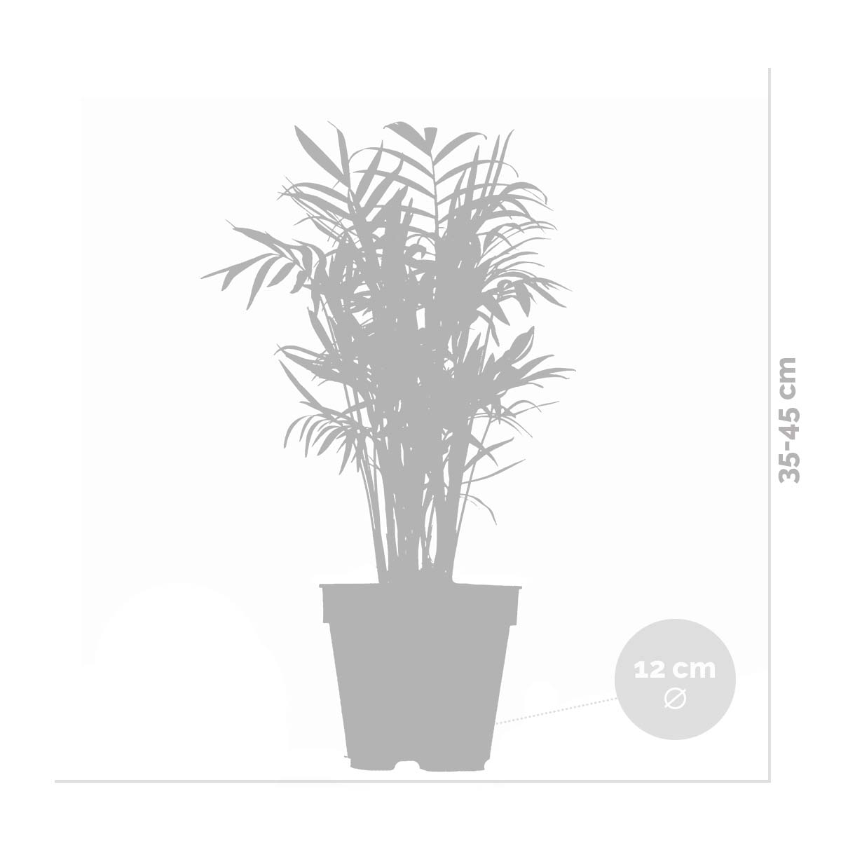 Mélange De 3 Plantes Purificatrices D'Air – Plante D'Intérieur
