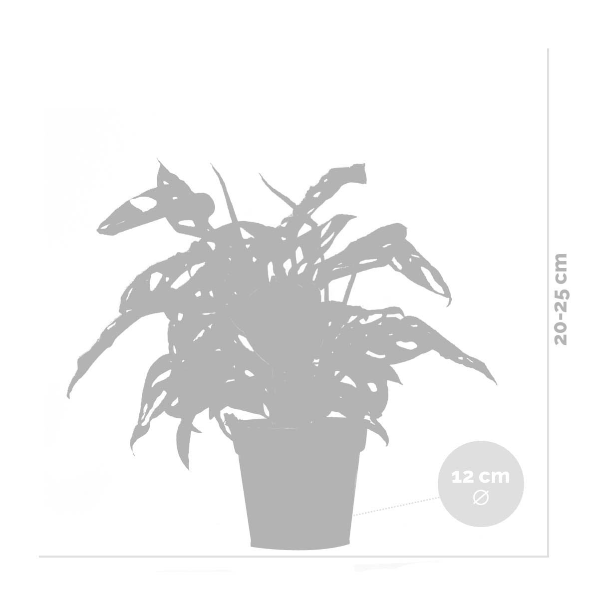 Mélange De 3 Plantes Purificatrices D'Air – Plante D'Intérieur
