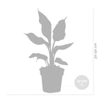 Mélange De 3 Plantes Purificatrices D'Air – Plante D'Intérieur