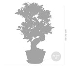 S-Shaped Ficus Ginseng – Indoor Plant