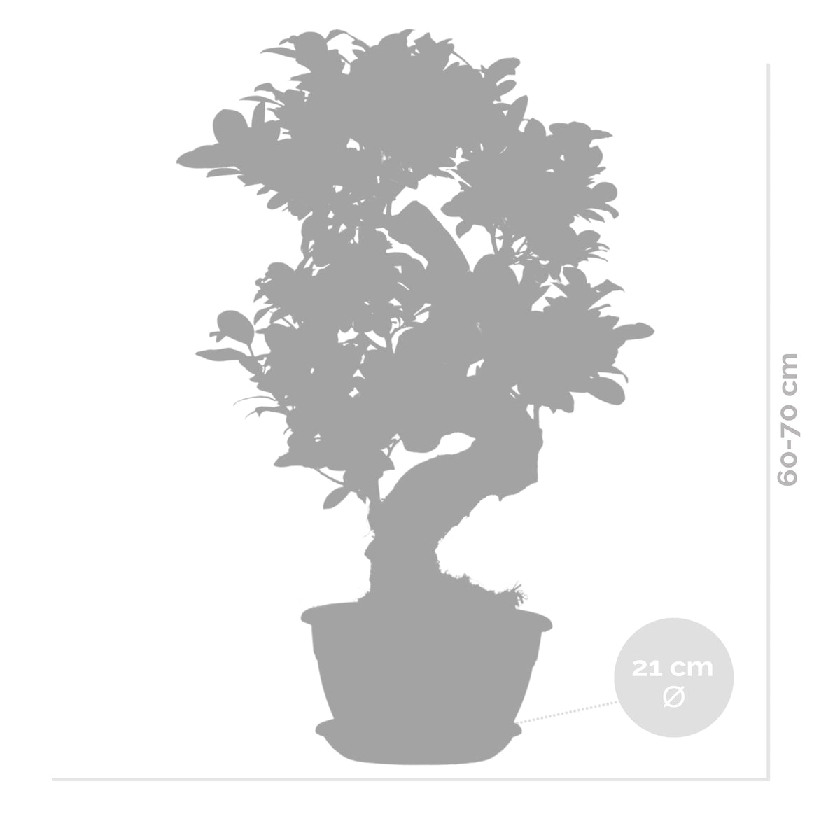 S-Shaped Ficus Ginseng – Indoor Plant