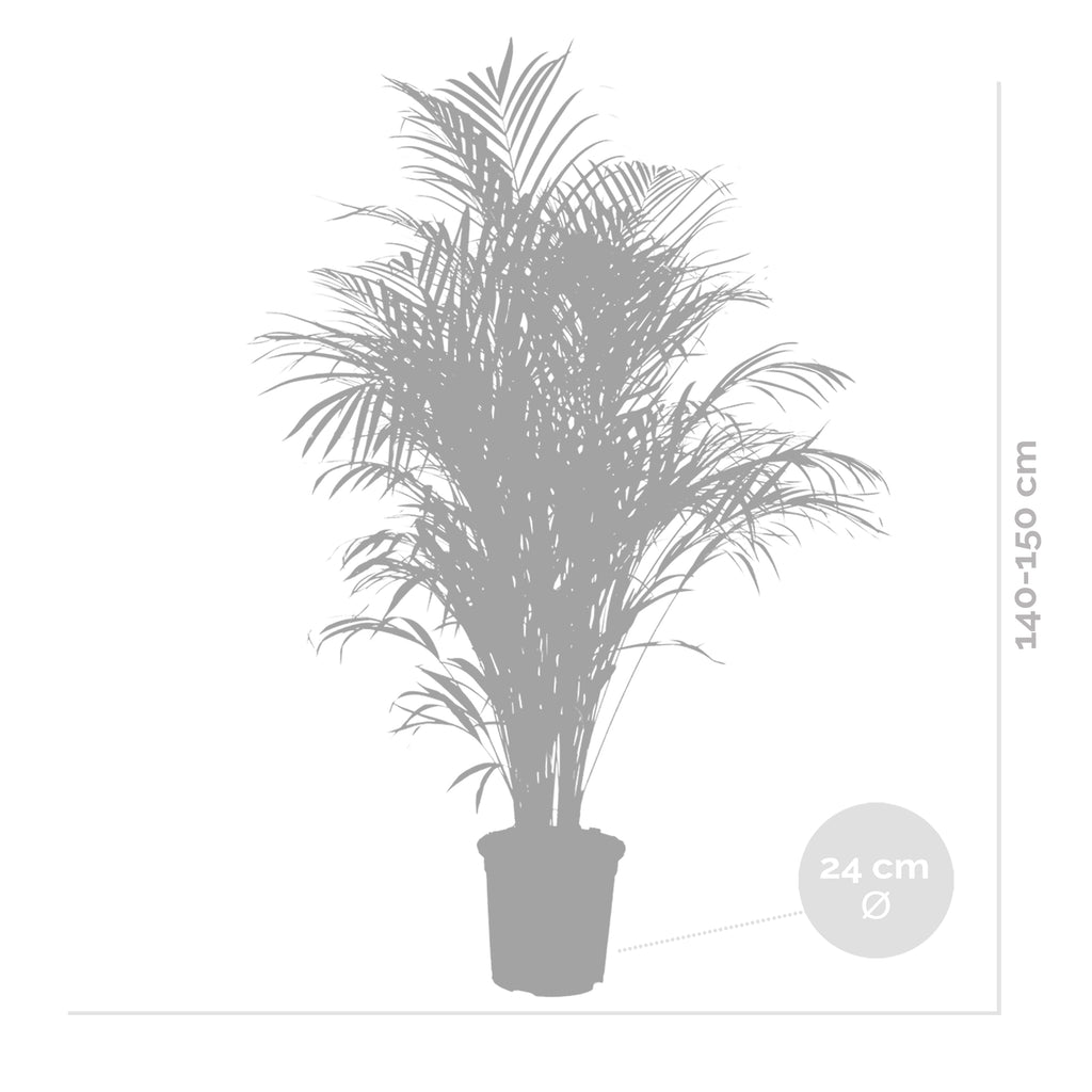 Areca Palm XL – Houseplant