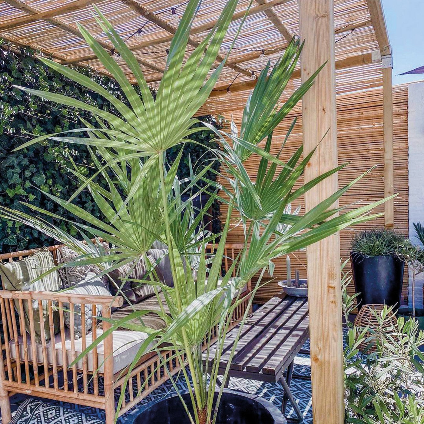Chamaerops humilis – Planta de exterior