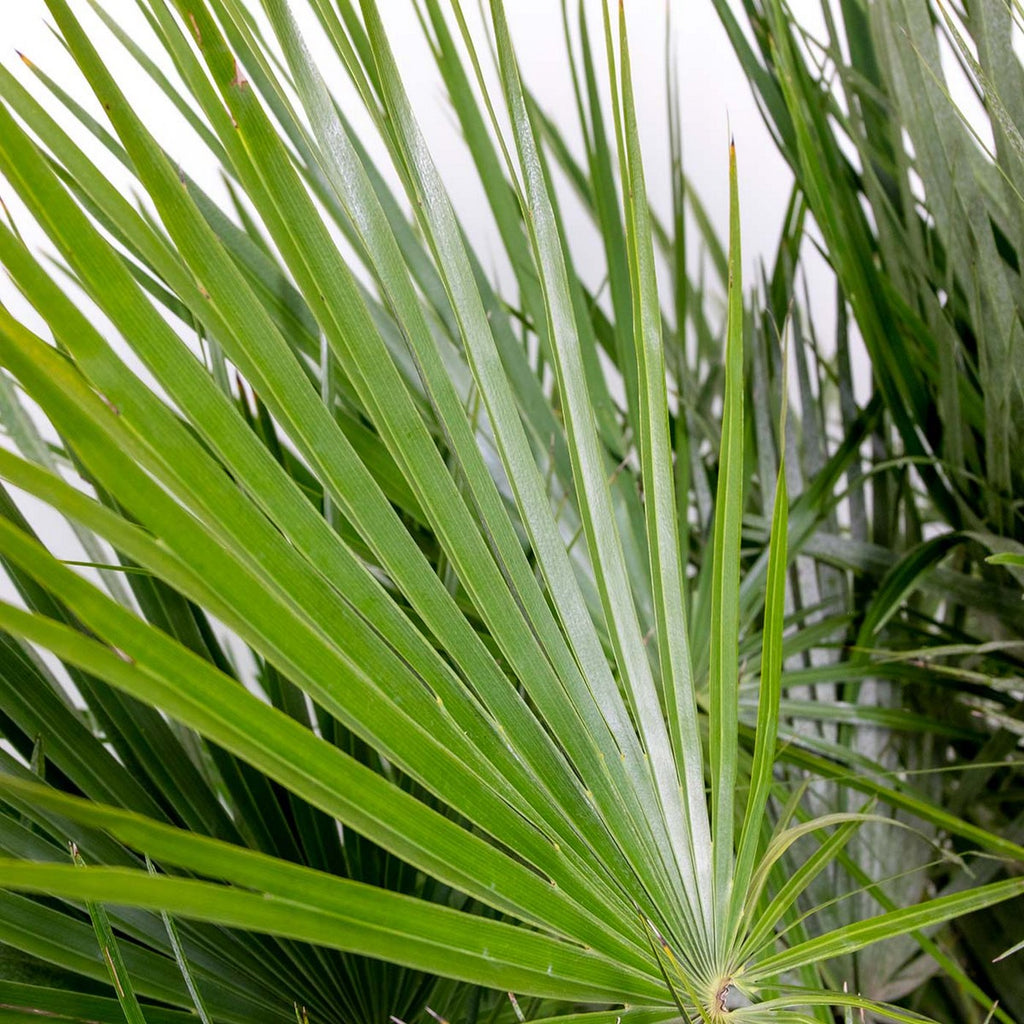 Chamaerops humilis – Planta de exterior