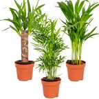 Mélange De 3 Palmiers Tropicaux – Plante D'Intérieur