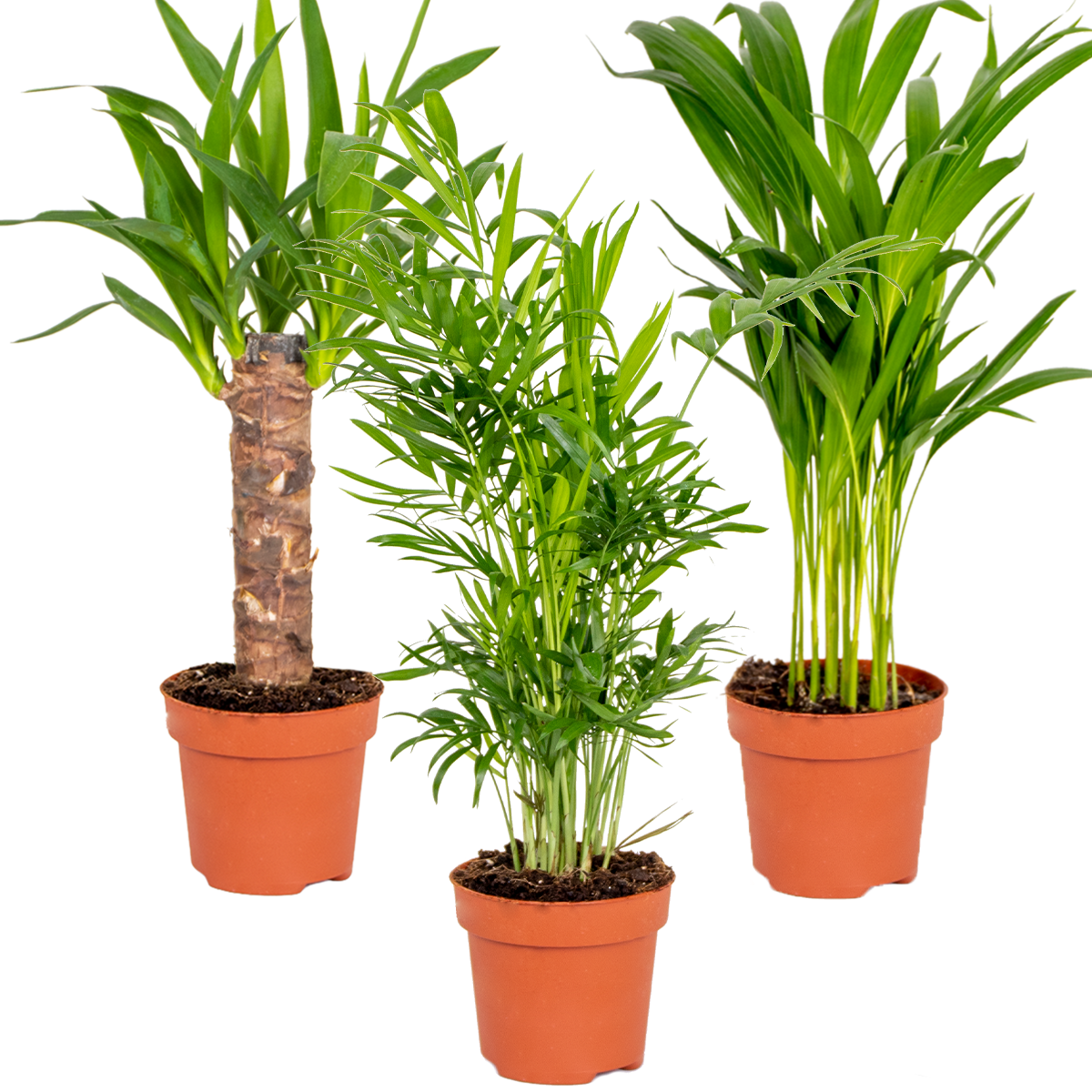 Mélange De 3 Palmiers Tropicaux – Plante D'Intérieur