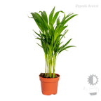 Mélange De 3 Palmiers Tropicaux – Plante D'Intérieur