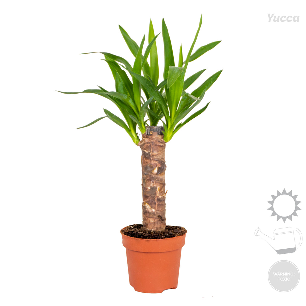 Mélange De 3 Palmiers Tropicaux – Plante D'Intérieur