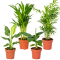 Mix of 4 Trendy Plants – Indoor Plant