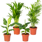 Mix of 4 Trendy Plants – Indoor Plant