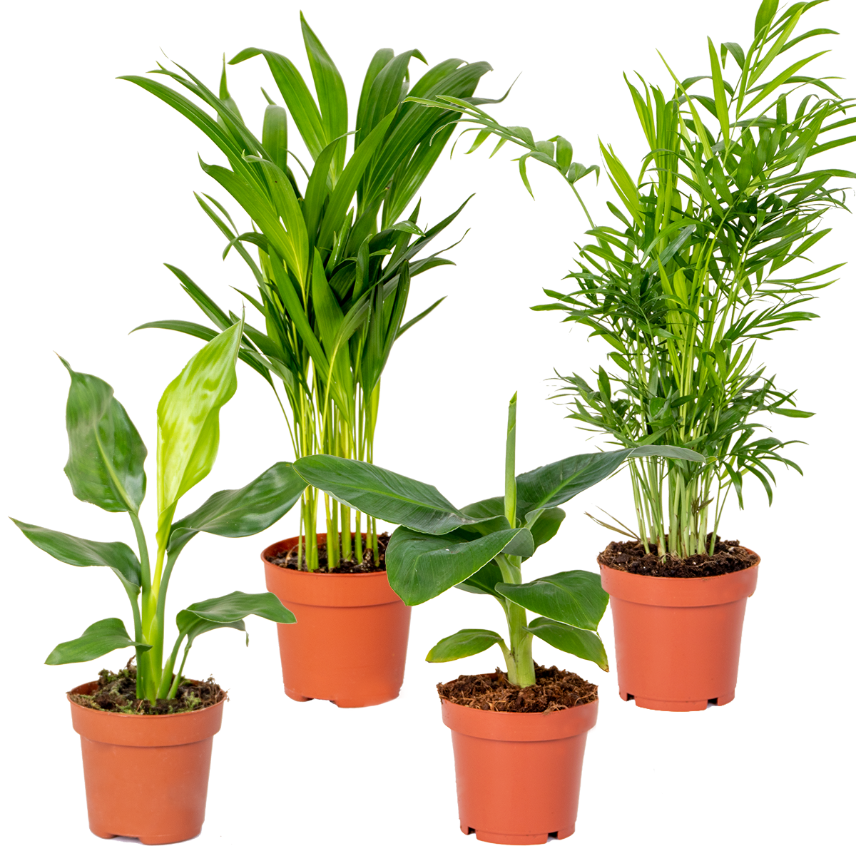 Mix of 4 Trendy Plants – Indoor Plant