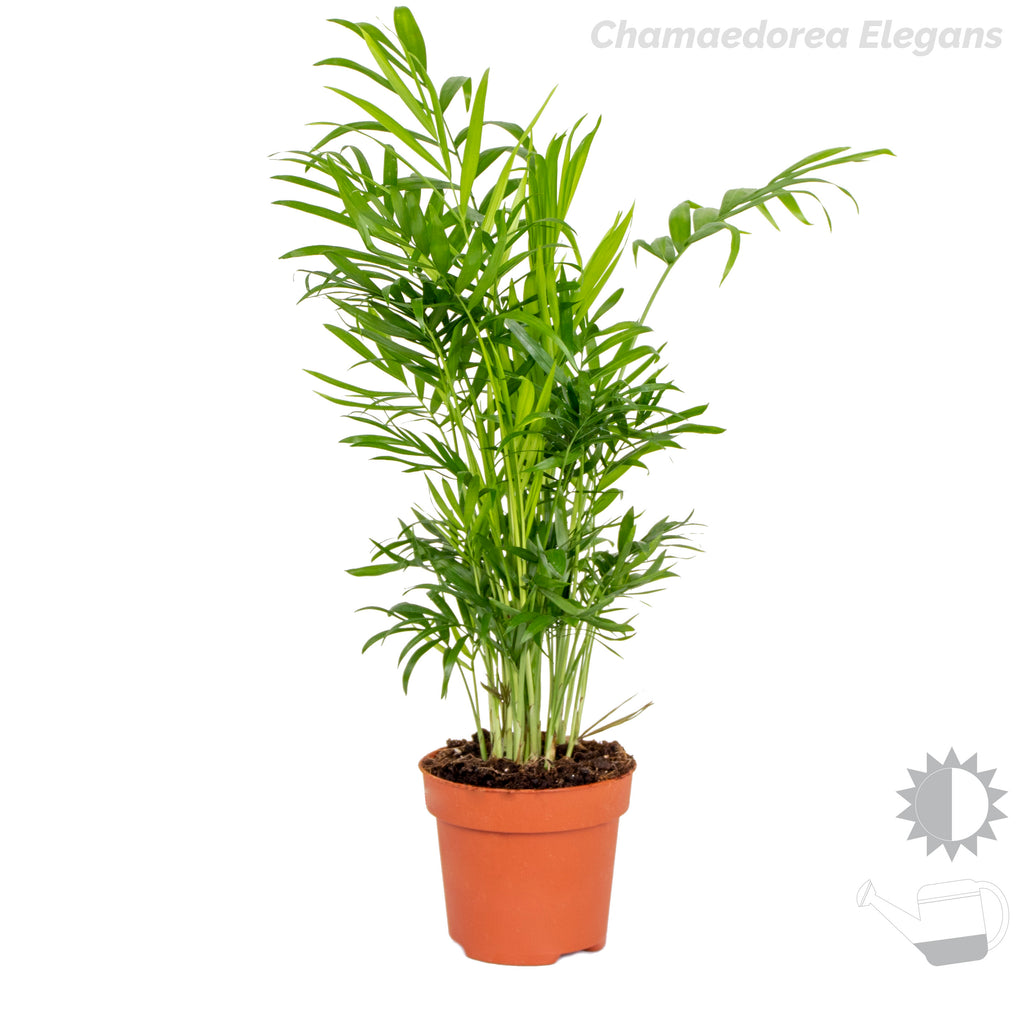 Mix of 4 Trendy Plants – Indoor Plant