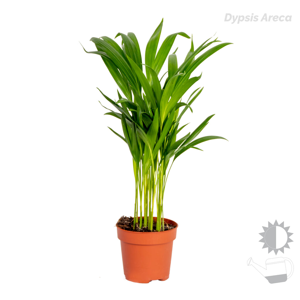 Mix of 4 Trendy Plants – Indoor Plant