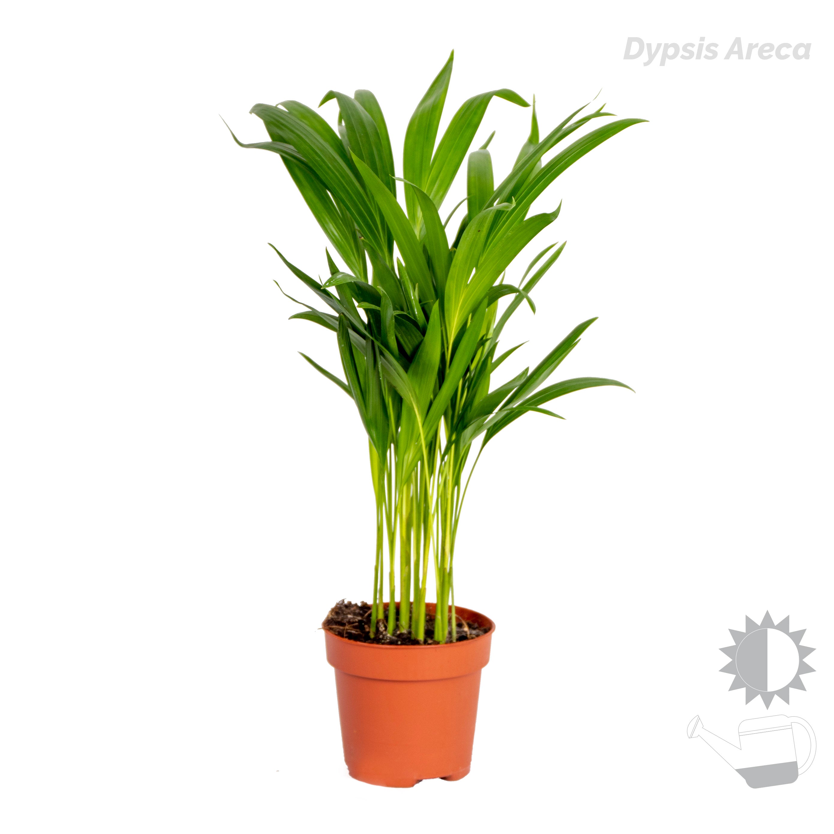 Mix of 4 Trendy Plants – Indoor Plant