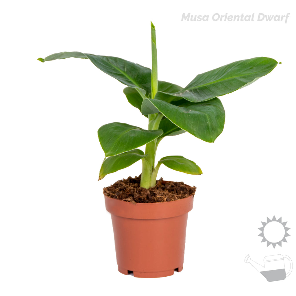 Mix of 4 Trendy Plants – Indoor Plant
