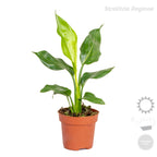 Mix of 4 Trendy Plants – Indoor Plant