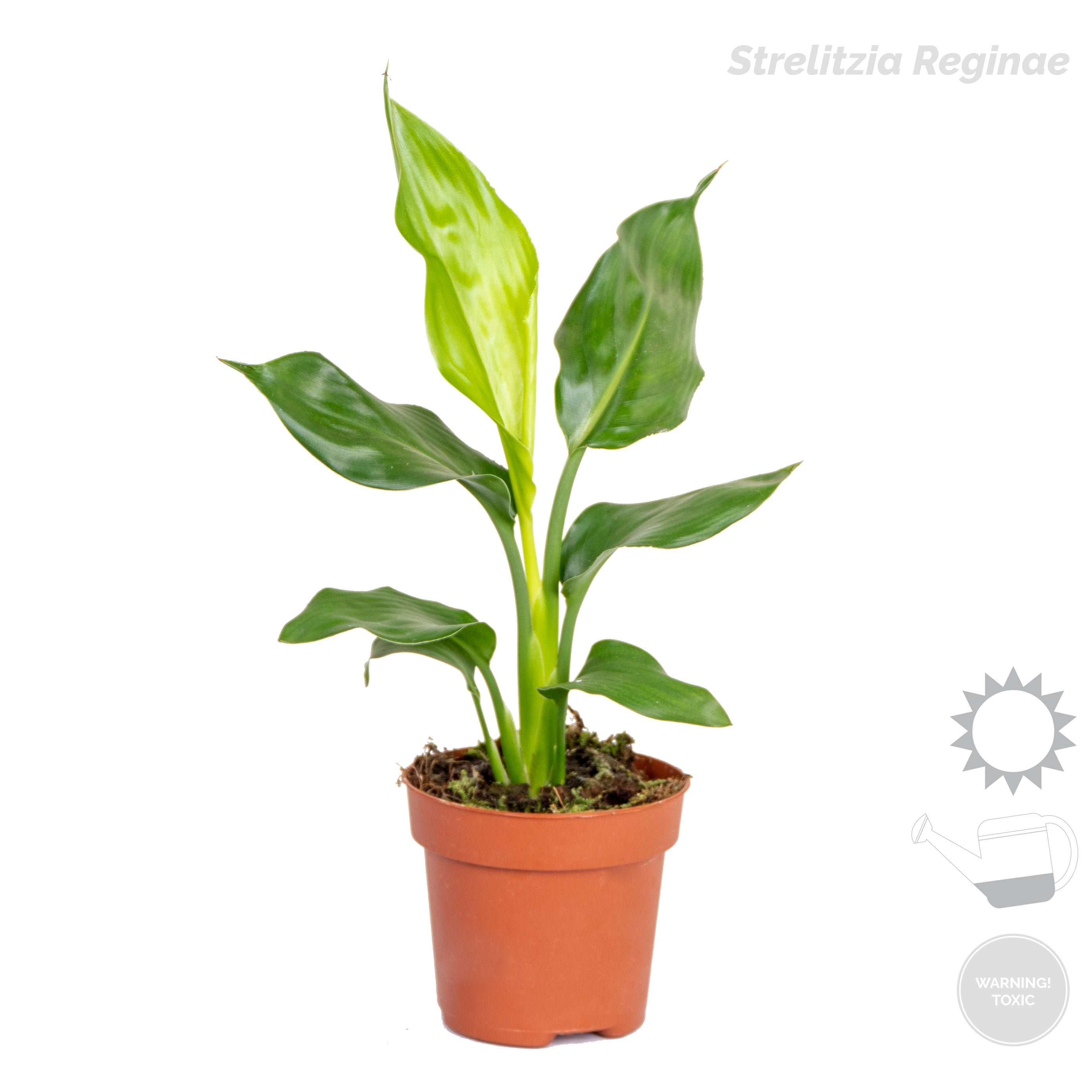 Mix of 4 Trendy Plants – Indoor Plant