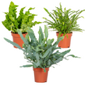 Mélange De 3 Fougères Purificatrices D'Air – Plante D'Intérieur