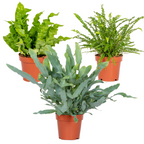 Mélange De 3 Fougères Purificatrices D'Air – Plante D'Intérieur