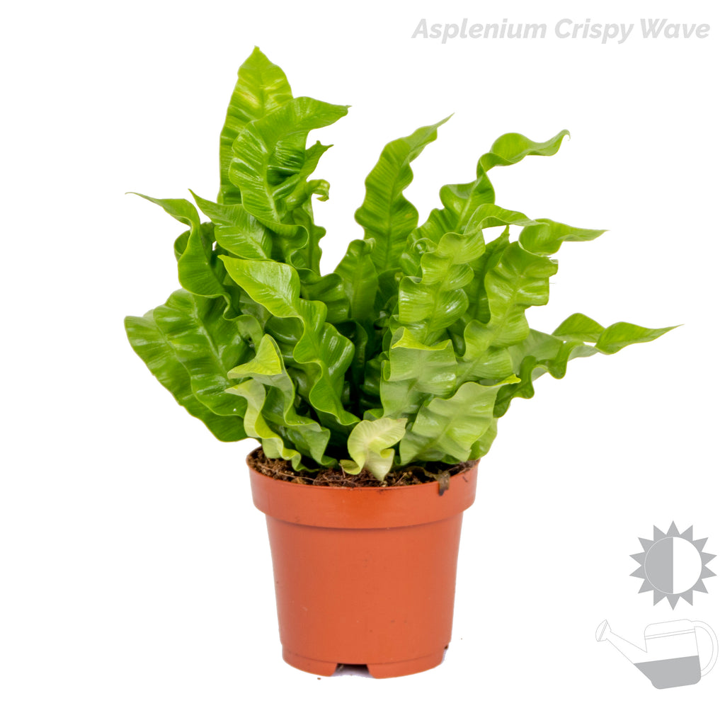 Mélange De 3 Fougères Purificatrices D'Air – Plante D'Intérieur