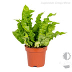 Mélange De 3 Fougères Purificatrices D'Air – Plante D'Intérieur