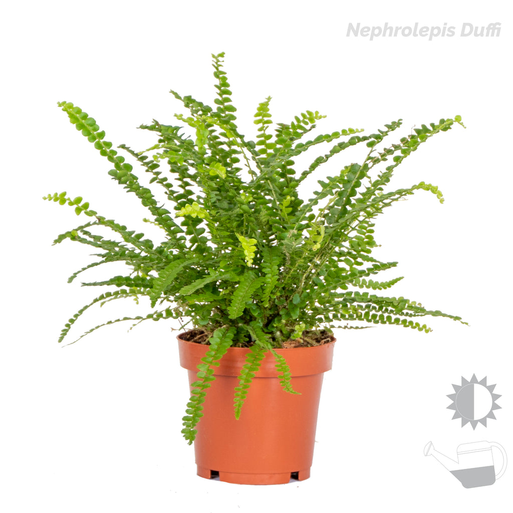Mélange De 3 Fougères Purificatrices D'Air – Plante D'Intérieur