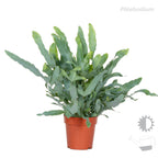 Mélange De 3 Fougères Purificatrices D'Air – Plante D'Intérieur