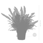 Mélange De 3 Fougères Purificatrices D'Air – Plante D'Intérieur