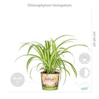 Lot De 4 Plantes Purificatrices D'Air – Plante D'Intérieur